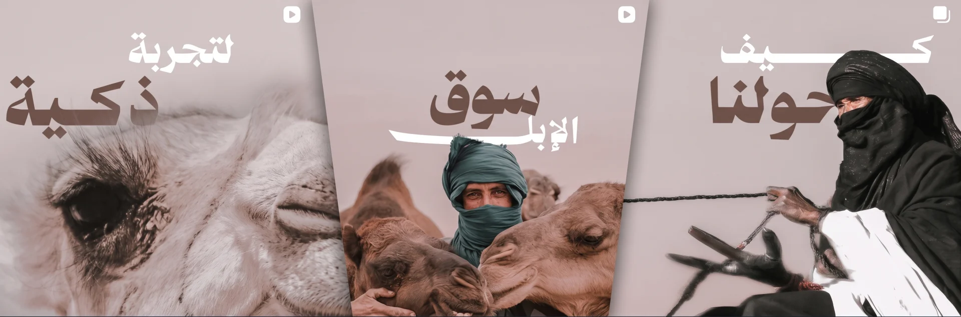 Naqa camel marketplace platform by Gavan Tech